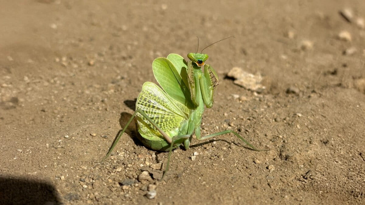 A female Arizona mantis taking a defensive posture. Image by Nathan Tang and Jesse Laine