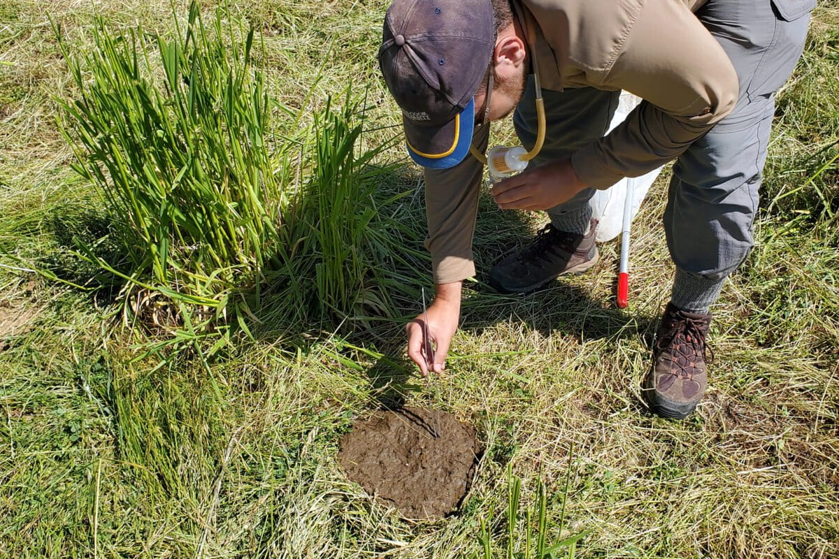 Austin is digging through cow dung for beetles. Collecting is not always pleasant. Image credit Nathan Tang and Jesse Laine