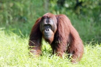 A Bornean orangutan. Image by Rhett A. Butler/Mongabay.