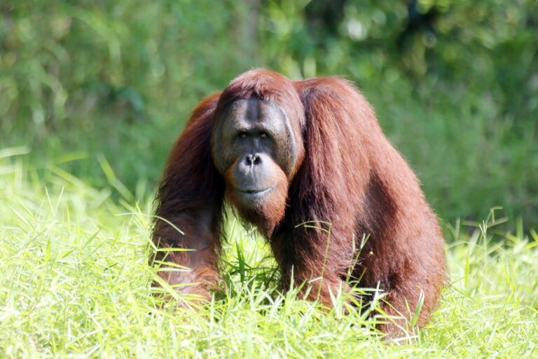 A Bornean orangutan. Image by Rhett A. Butler/Mongabay.