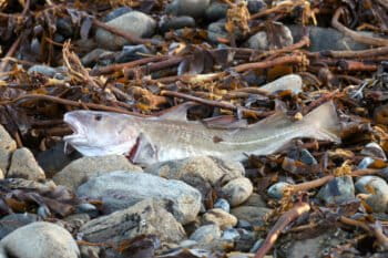 Washed-up North Sea cod in Haroldswick, Scotland. Image courtesy of Mike Pennington (CC BY-SA 2.0).