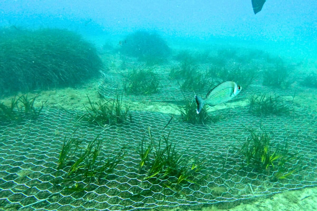Scientists map Italy’s entire coast to guide seagrass and marine recovery – Mongabay