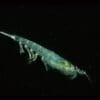 Antarctic krill (Euphausia superba). Image by Dr. Wayne Trivelpiece via Wikimedia Commons. Public domain.