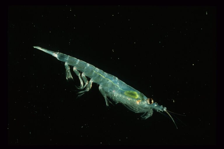 Antarctic krill (Euphausia superba). Image by Dr. Wayne Trivelpiece via Wikimedia Commons. Public domain.
