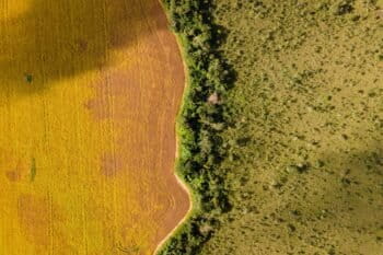 A soy plantation borders native Cerrado vegetation, highlighting pressures on Brazil’s ecosystems and the need for community-led bioeconomy alternatives.