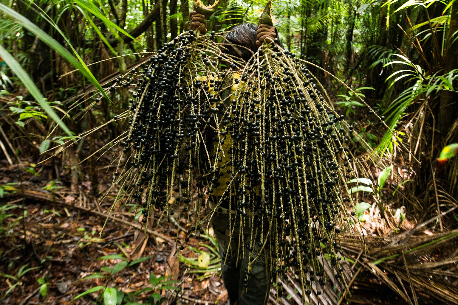 Açaí extraction provides income for local communities while helping to keep forests standing.