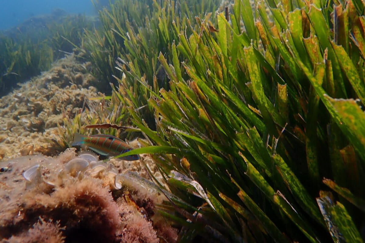 Scientists map Italy’s entire coast to guide seagrass and marine recovery