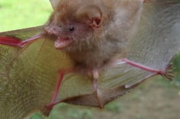 Murina baletei. Image courtesy of D. Balete.