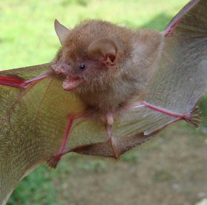 Six new tube-nosed bats described from the Philippines