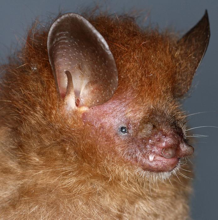 M. alvarezi. Image courtesy of J. Sedlock.