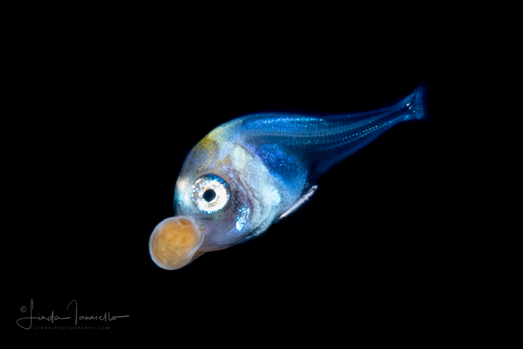 Night dives reveal hidden alliances between young fish and larval anemones