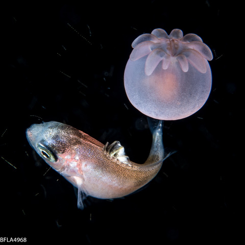 Symbiotic associations between a fish and an anemone. Image courtesy of Rich Collins.