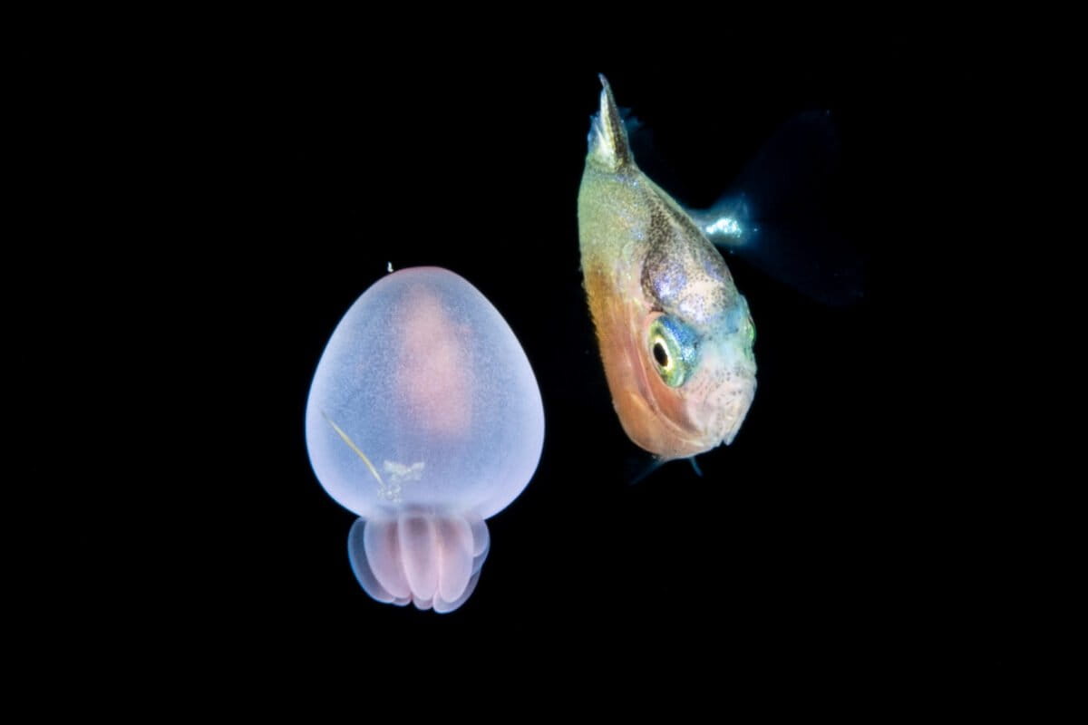 Symbiotic associations between a fish and an anemone. Image courtesy of Linda Ianniello.