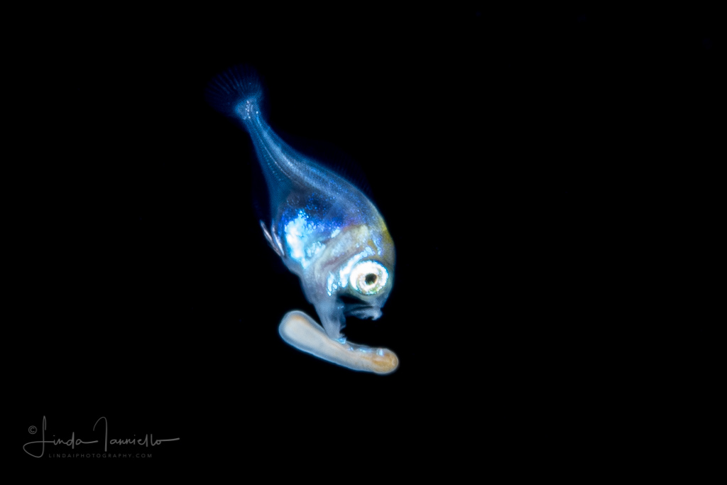 Pomfret with a Zoanthella coral larva. Image courtesy of Linda Ianniello.