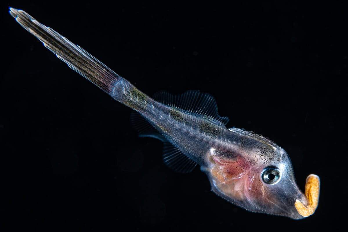 Aluterus fish with a larval anemone. Image courtesy of Rich Collins.