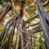 Banyan tree in Vietnam. Photo by Rhett Ayers Butler.