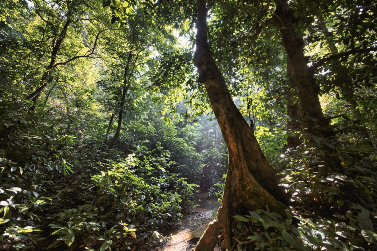 What might lie ahead for tropical forests (commentary) – Mongabay