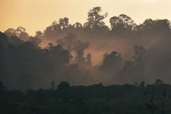 Cleared forest in the foreground, rainforest in the background in East Kalimantan on the island of Borneo in Indonesia. Photo by Rhett Ayers Butler.