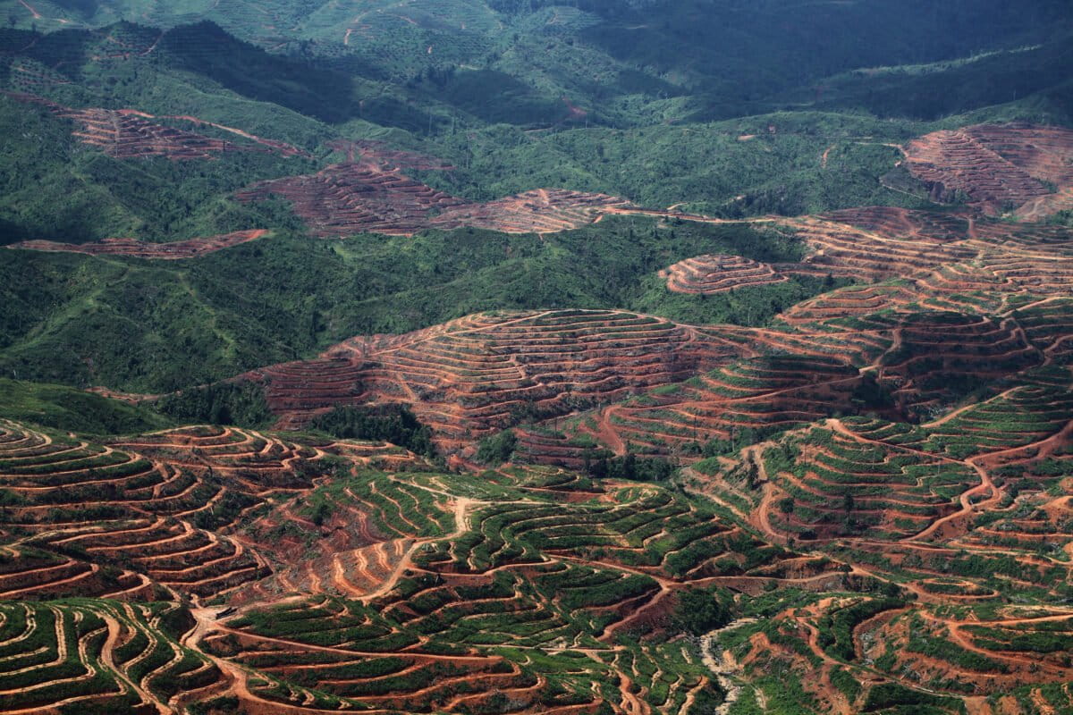 Forest cleared for oil palm plantations in Sabah, Malaysia. Photo by Rhett Ayers Butler.