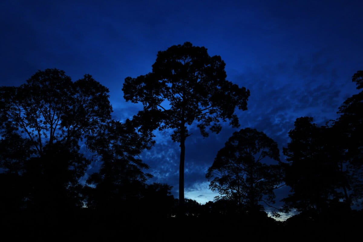 Emergent tree in Sabah's lowland rainforest. Photo by Rhett Ayers Butler.