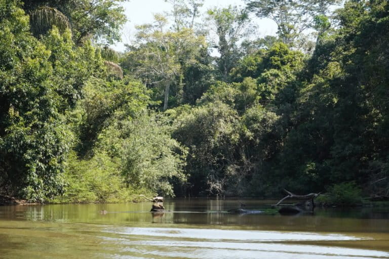 Tacana II Madre de Dios River is a Community Land of Origin (TCO) of the Tacana Indigenous people, located in the north of La Paz, Bolivia, in the municipality of Ixiamas and in the Madre de Dios River basin. Photo by Indyra Lafuente/Conservación Amazónica ACEAA.