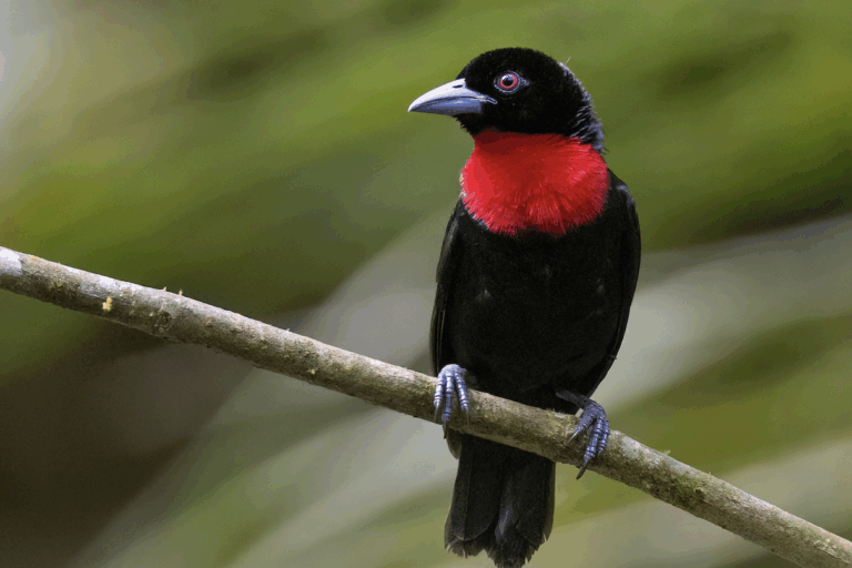 Birds like the blue-billed malimbe (Malimbus nitens) rely on habitat provided by Ghana’s rich forests. Image courtesy of Chris Venetz via Cornell Lab of Ornithology.