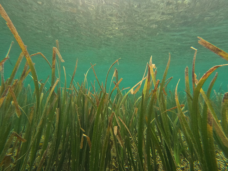 photo of Scientists call for stronger action to save Indonesia’s vanishing seagrass meadows image