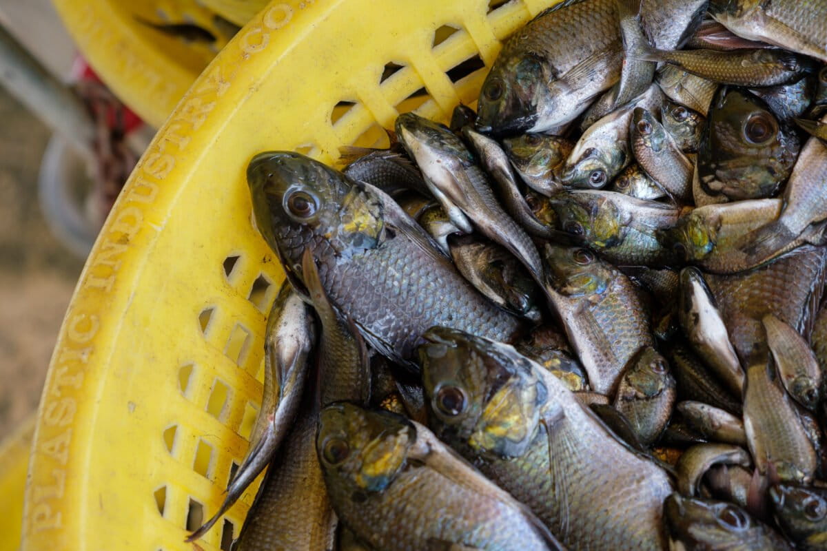 Thai agri giant CPF sues activist over claims linking it to invasive fish outbreak