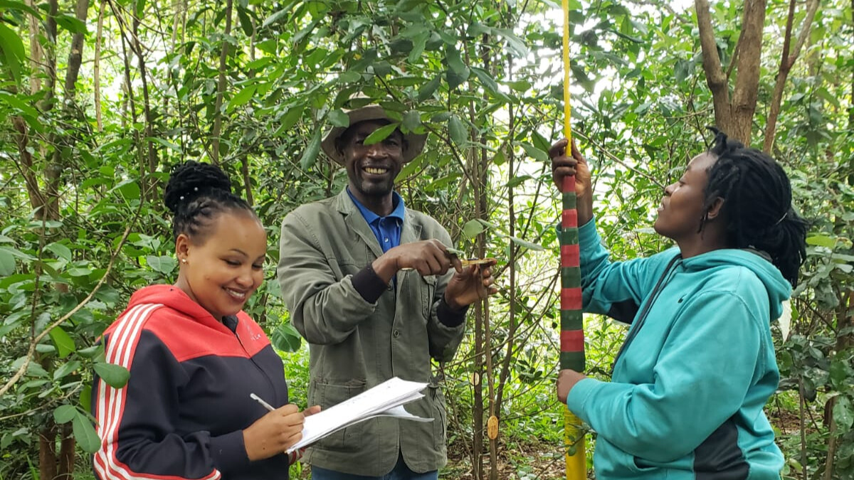 New arrangements should preserve Nairobi’s much-loved Karura Forest