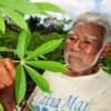 A cassava farmer checks his crops in the Juma Reserve in the Brazilian Amazon, circa 2011. Cassava serves as both an important commercial crop and a subsistence crop by Indigenous and traditional peoples.