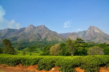 Mount Mulanje in southeastern Malawi. Known as the “Island in the Sky,” Mount Mulanje, with 13 peaks and high-altitude basins, is rich in biodiversity with over 70 endemic species and provides surrounding communities with freshwater, natural forest products and essential protection from storms. Image by David Davies, CC BY-SA 2.0 via Flickr