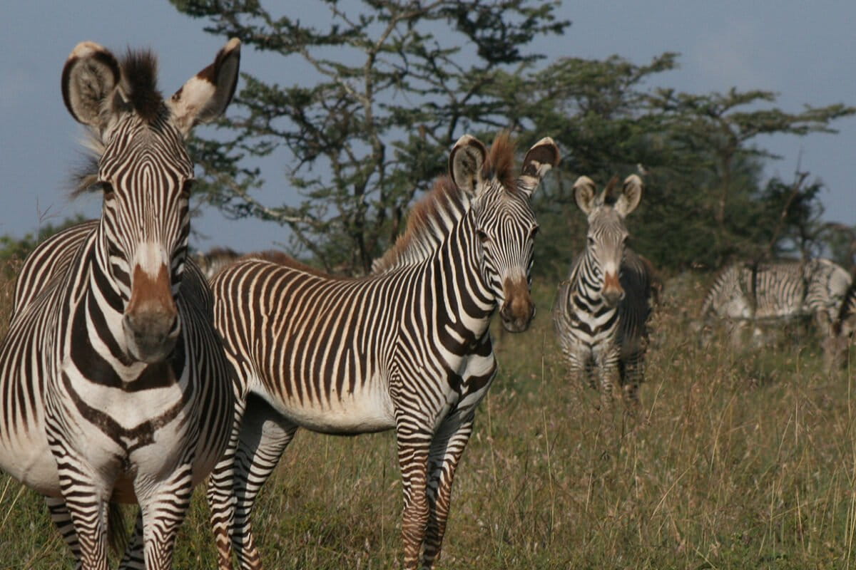 Climate change threatens unique ‘Samburu Special 5’ wildlife in arid East Africa