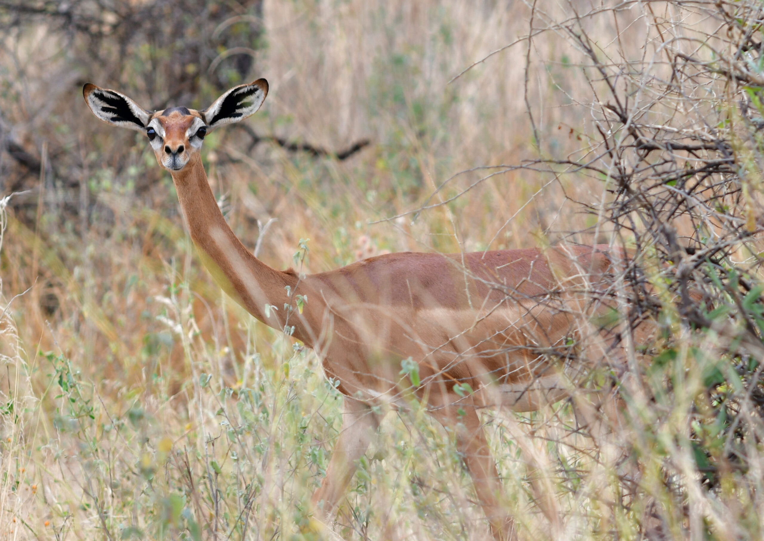 Litocranius walleri in Samburu National Reserve