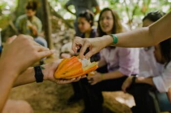 Cacao. Image courtesy of Instituto Arapyaú