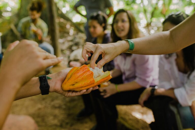 Cacao. Image courtesy of Instituto Arapyaú