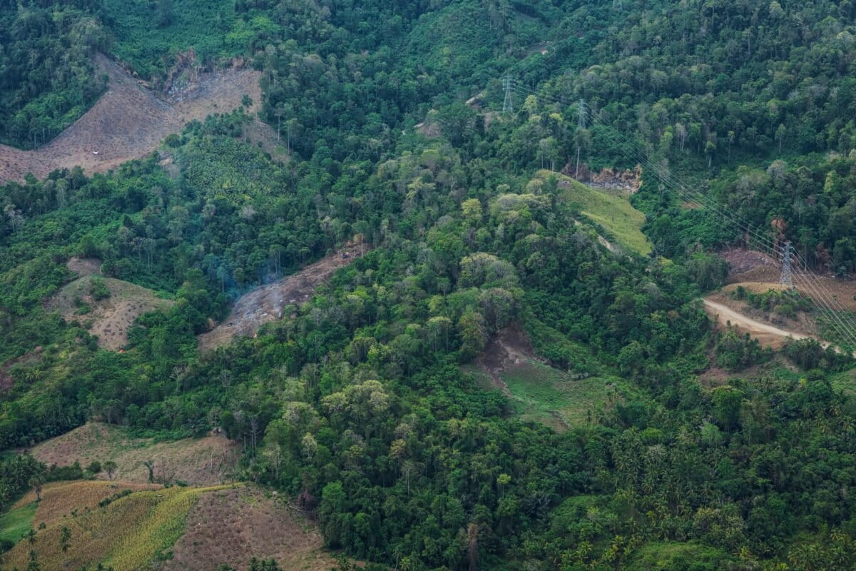 Interpol announces a new global fight against illegal deforestation