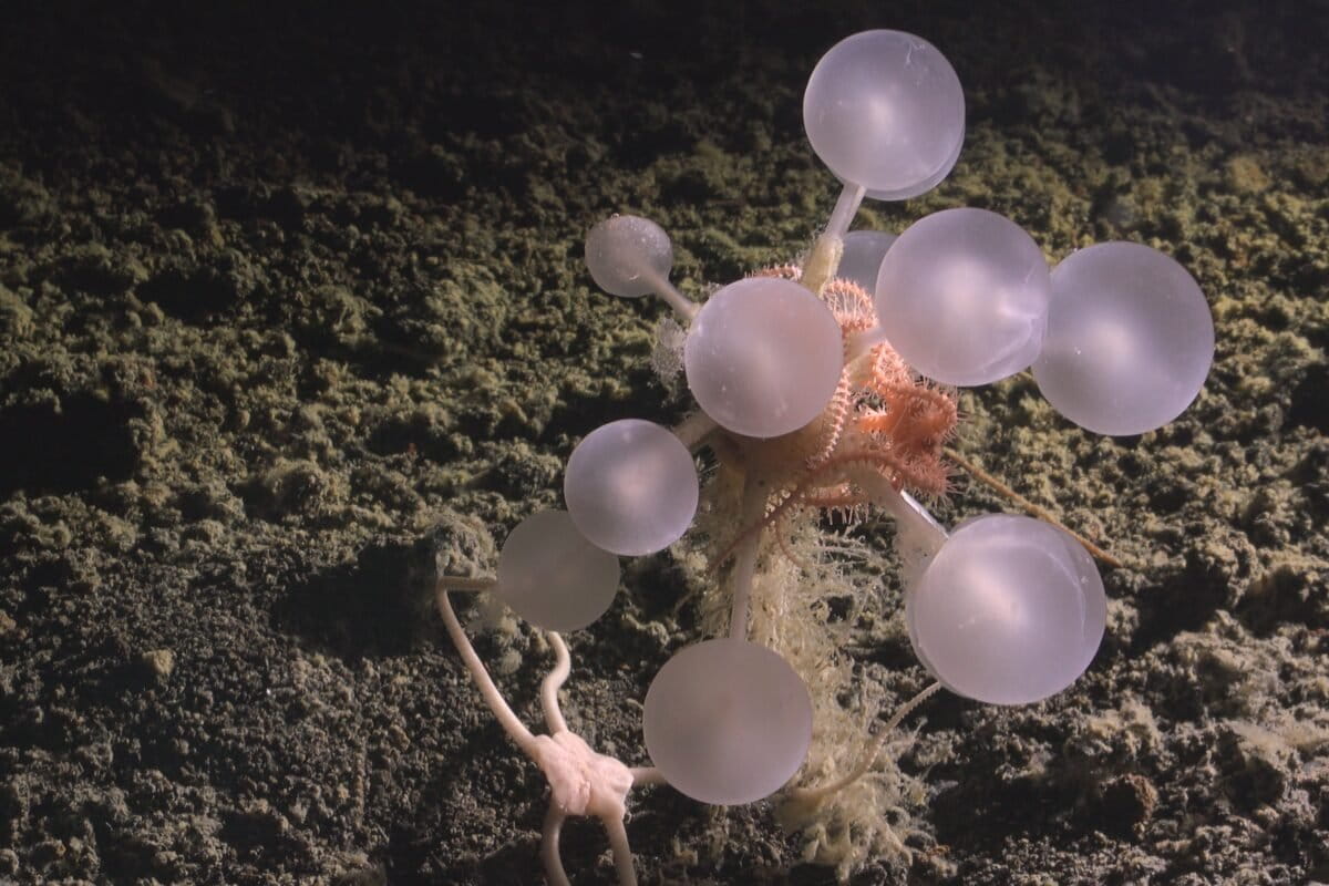 Armored worms and death-ball sponges among array of life newly documented from the deep sea