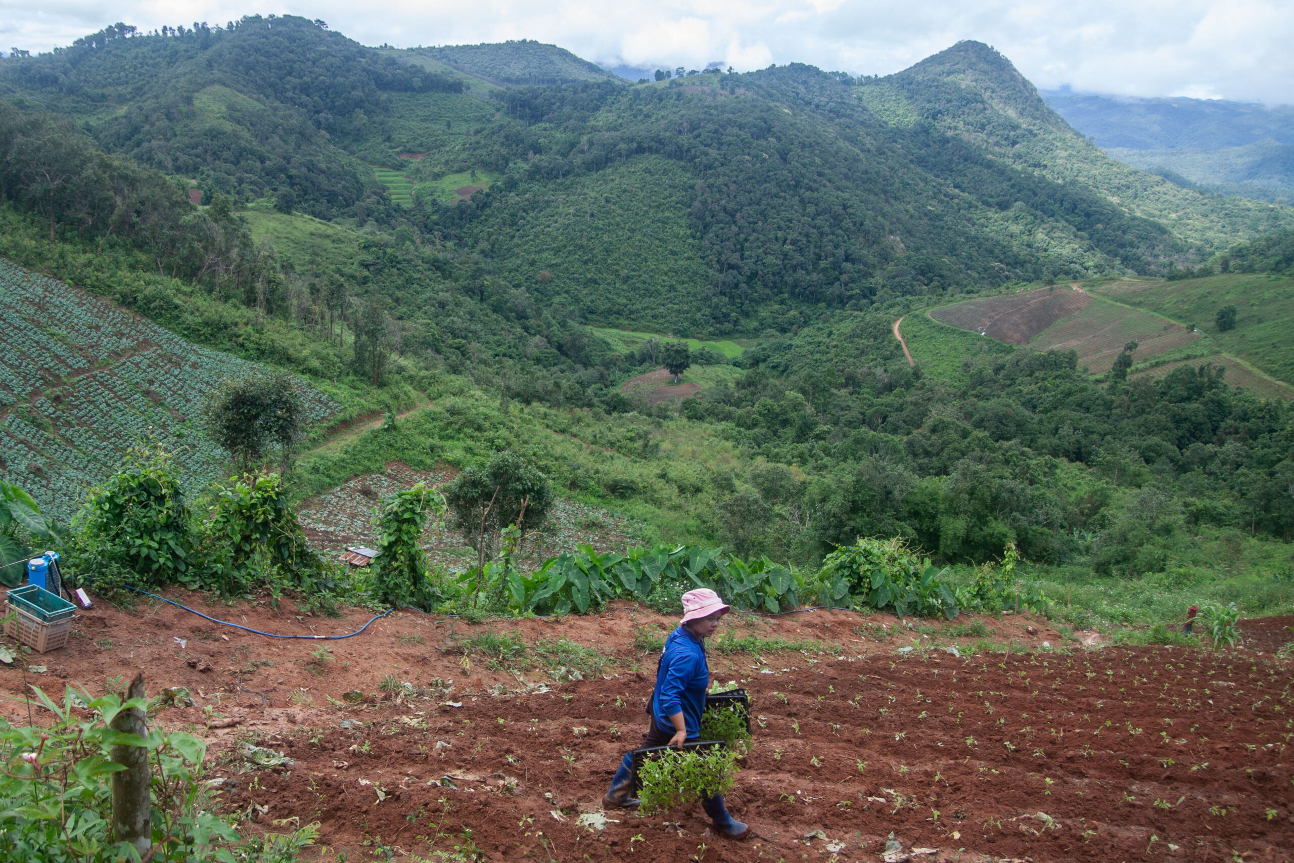 Farmers in Omkoi district, many of which are ethnically Karen, eschewed farming maize in favor of more sustainable vegetables. Image by Gerald Flynn / Mongabay.