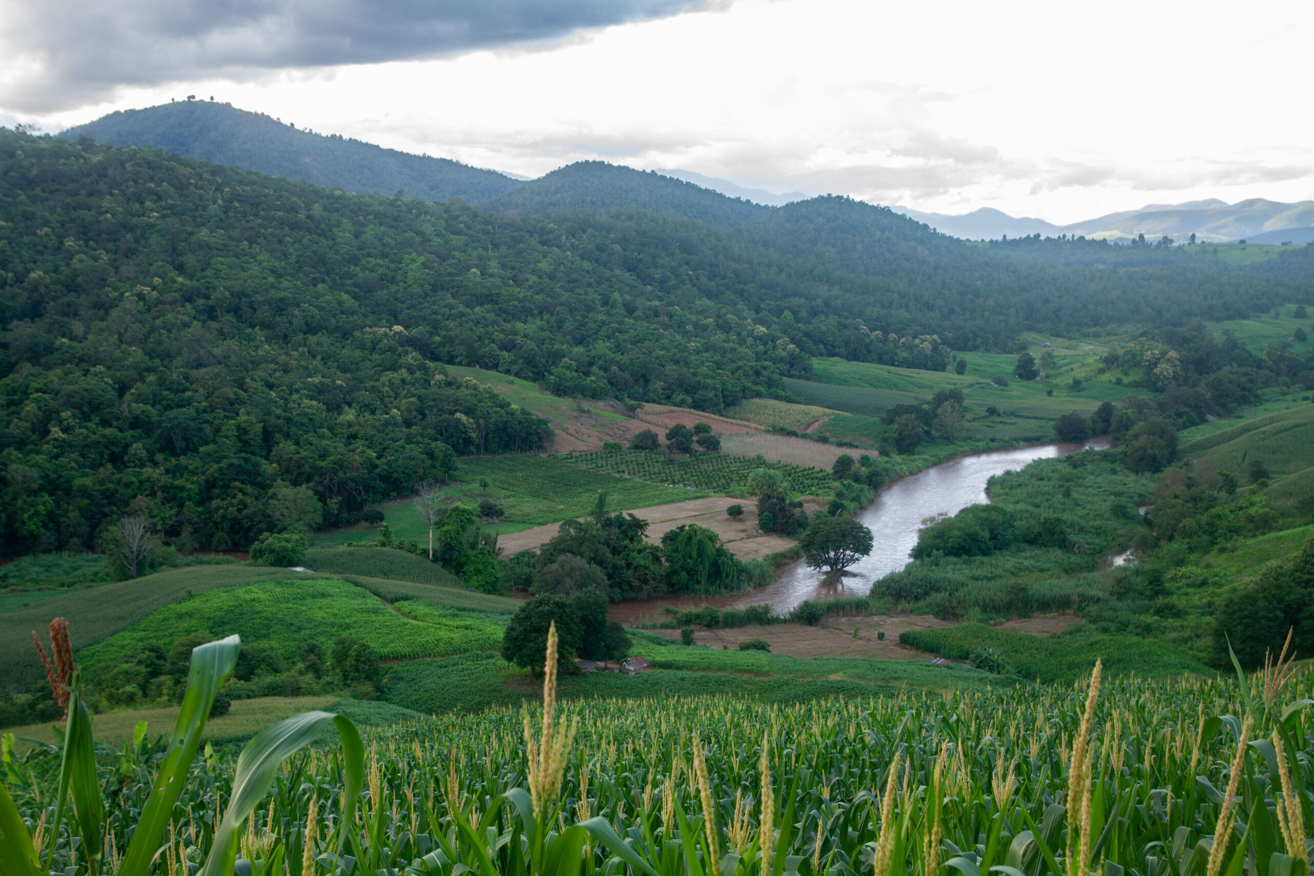 Agricultural chemicals used by mountainous maize farms are washed down into the Mae Cham River, poisoning freshwater ecosystems. Image by Gerald Flynn / Mongabay.