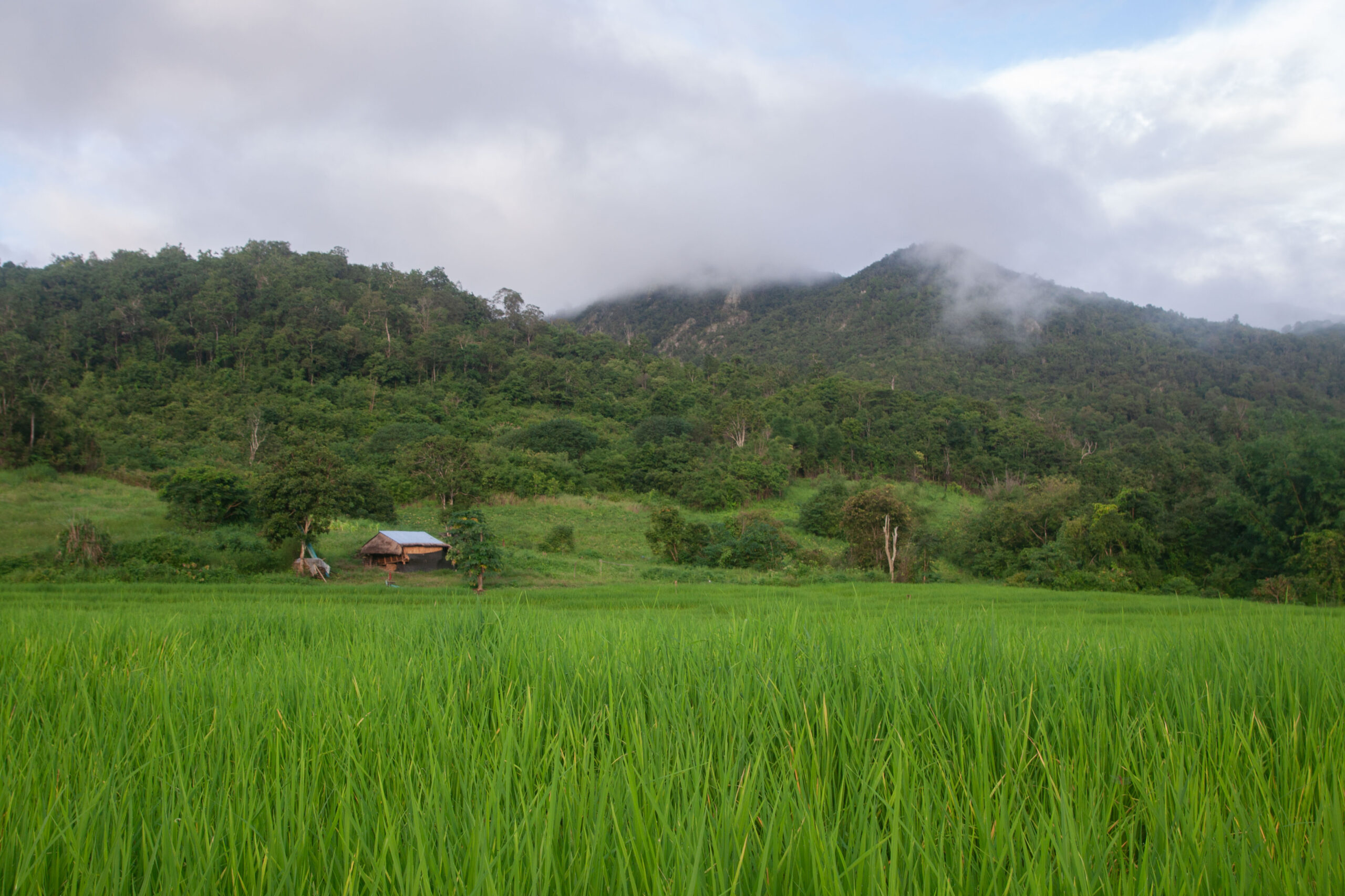One of the rice plots that would have been transformed into a coal mine had the Karen community not fought the company through the courts. Image by Gerald Flynn / Mongabay.