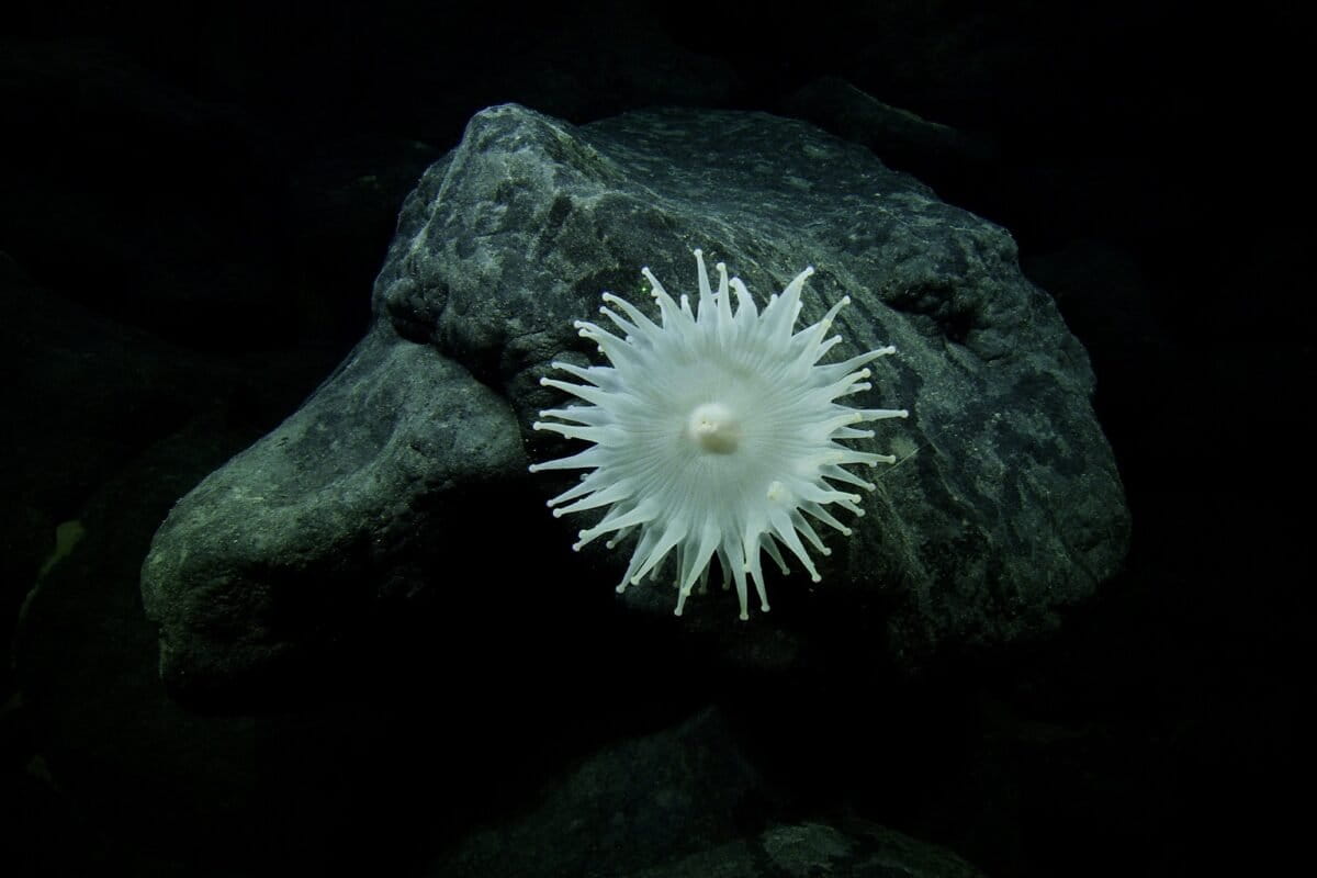 anemone