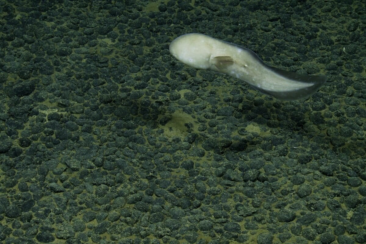 faceless cusk eel