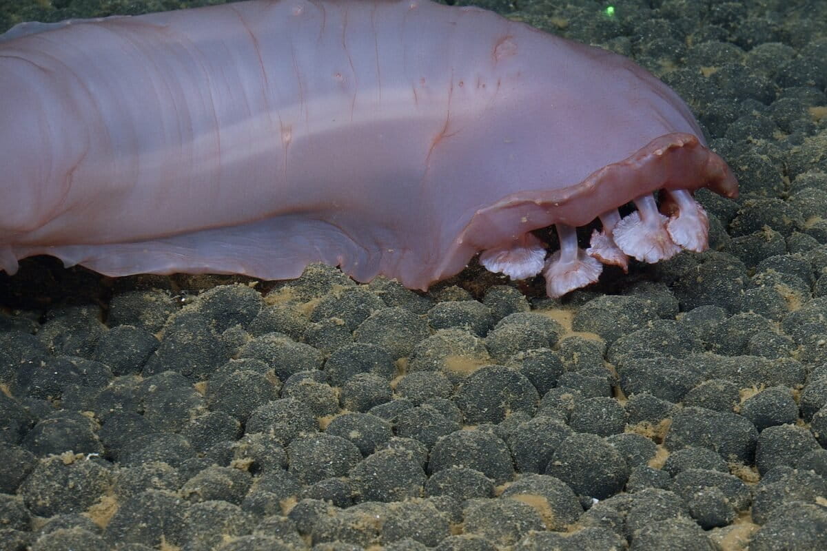 sea cucumber eating