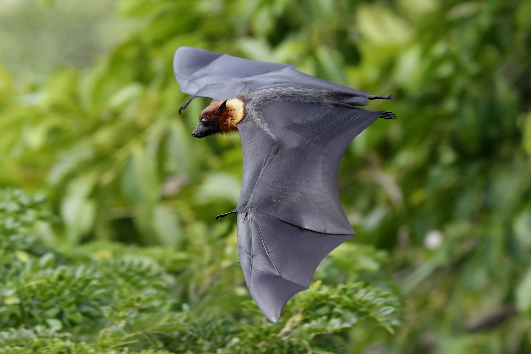 A Lyle’s flying fox