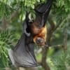 Lyle’s flying fox