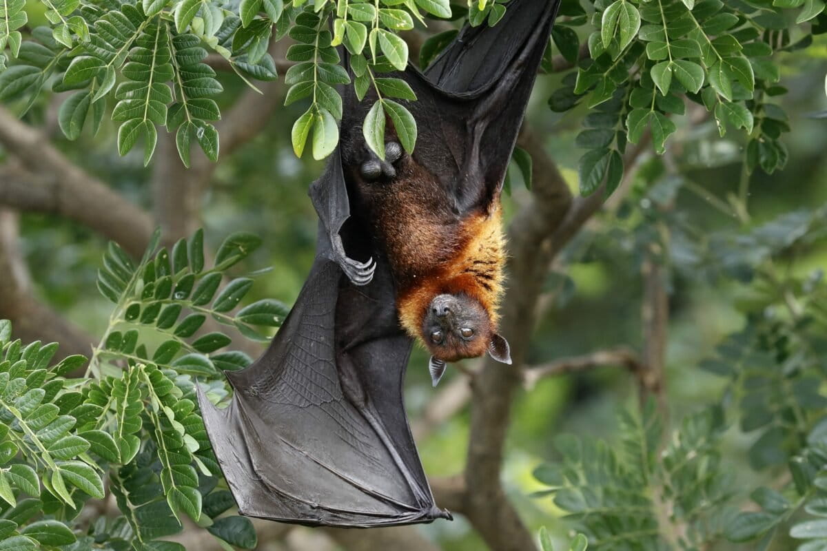Vietnam’s protected areas fall short of safeguarding most bats, study finds