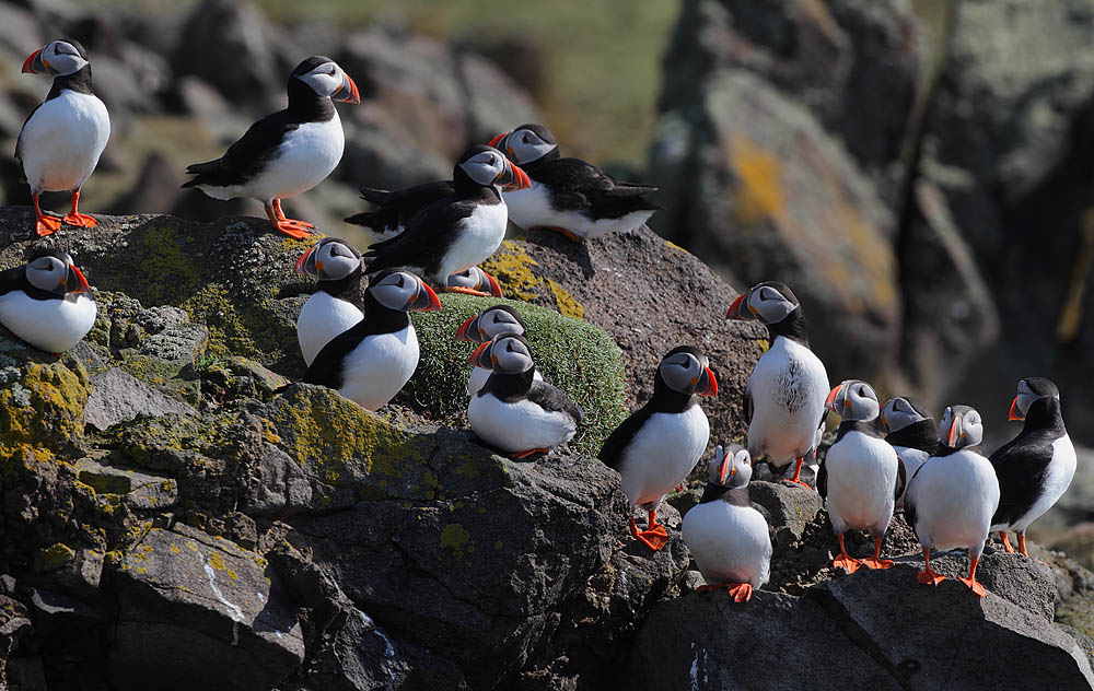 Researchers define the importance of the ‘circular seabird economy’