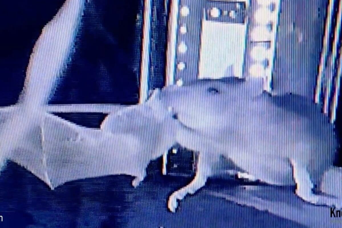 Europe’s under-pressure bats face ‘astonishing’ threat: Ambush by rats