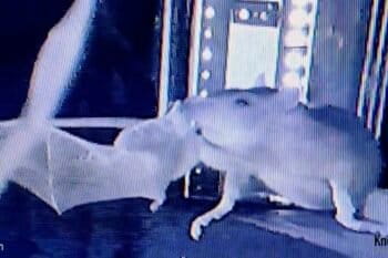 Video of a brown rat catching a bat at Segeberger Kalkberg. Image courtesy of Gloza-Rausch et al., 2025 (CC BY-NC-ND 4.0).