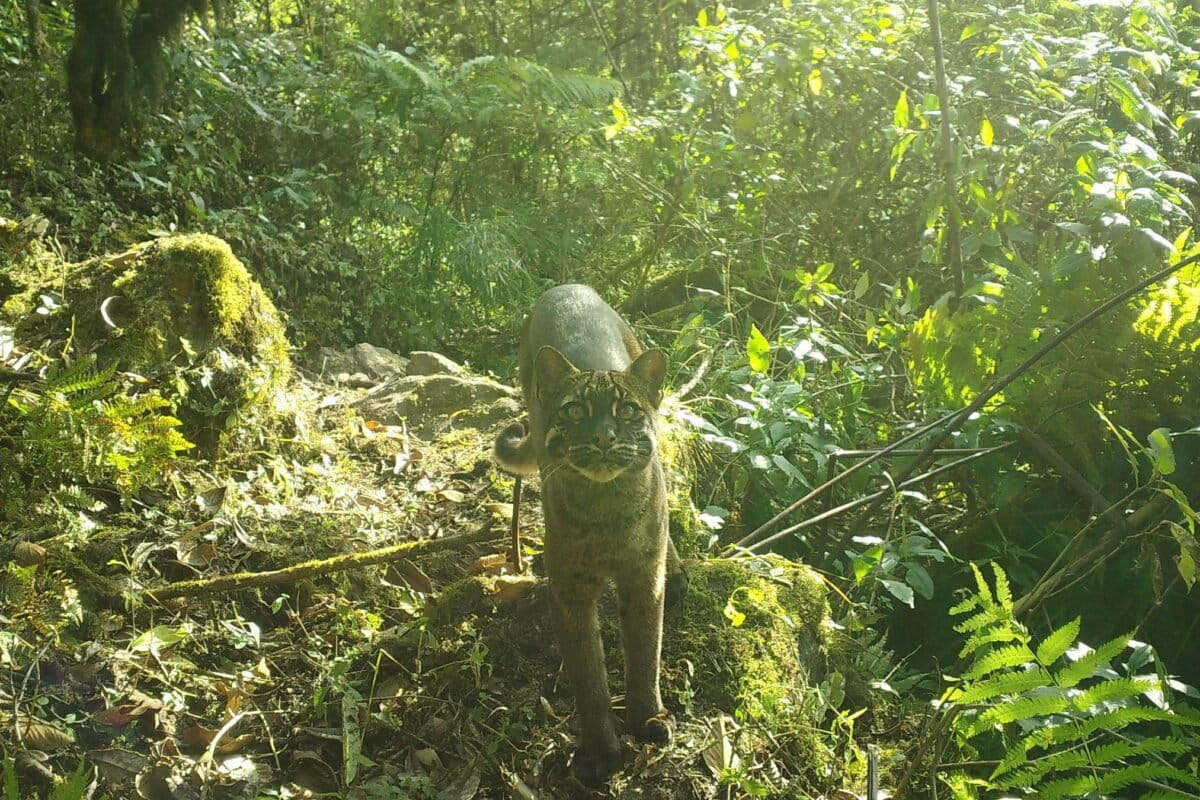 Asian golden cat range expands, but declines continue amid rising threats